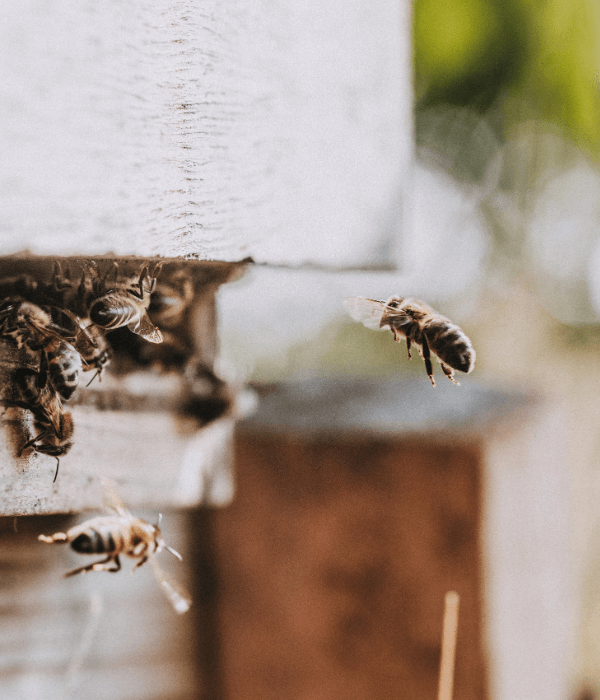 Flying_Bees 600x700