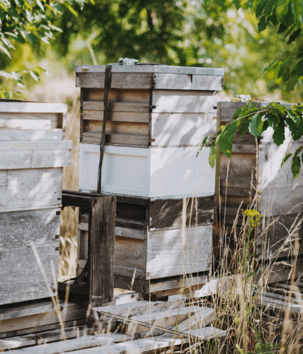 Bee_Hives 600x700