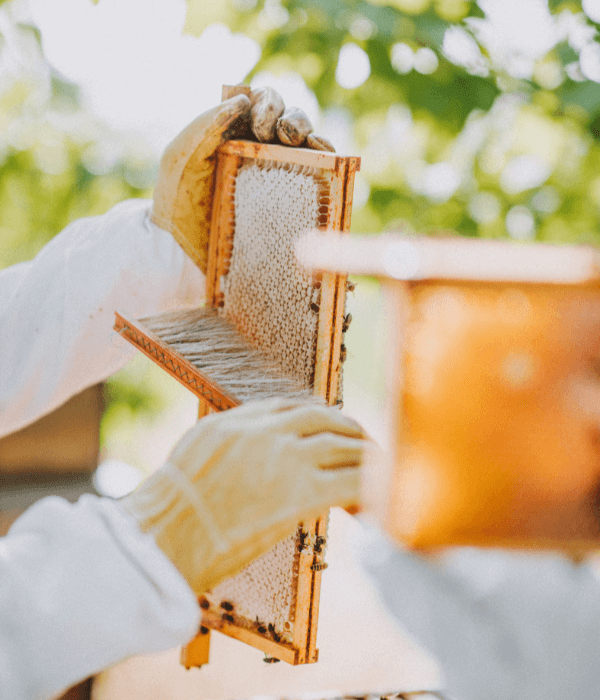 Brushing Honey 600x700