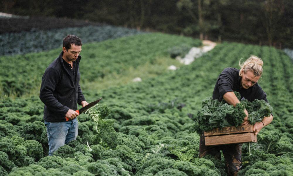 Kale_Cutting_1000x600