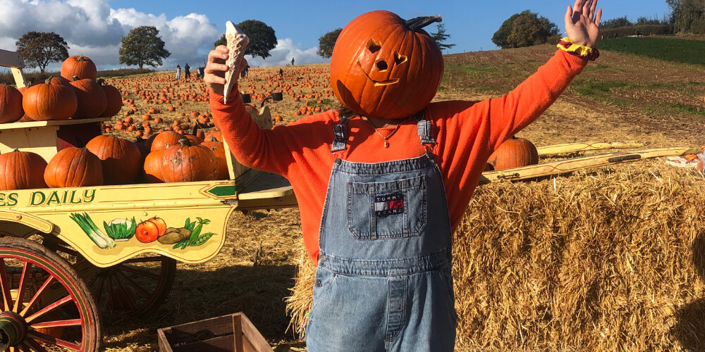 Darts Farm Pumpkin Fest