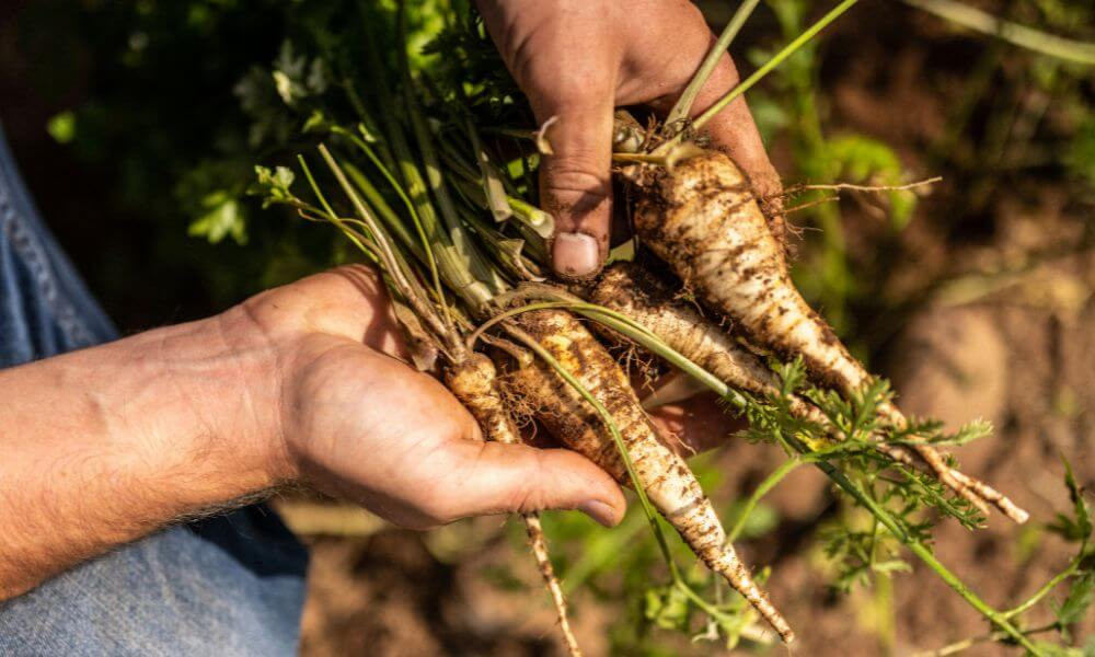 Warm Parsnip, Pear & Beenleigh Blue Cheese Salad