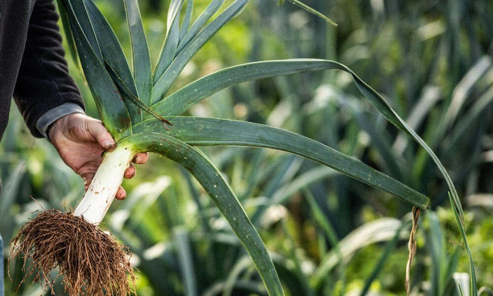 Chicken, Leek & Tarragon Pie Image 2