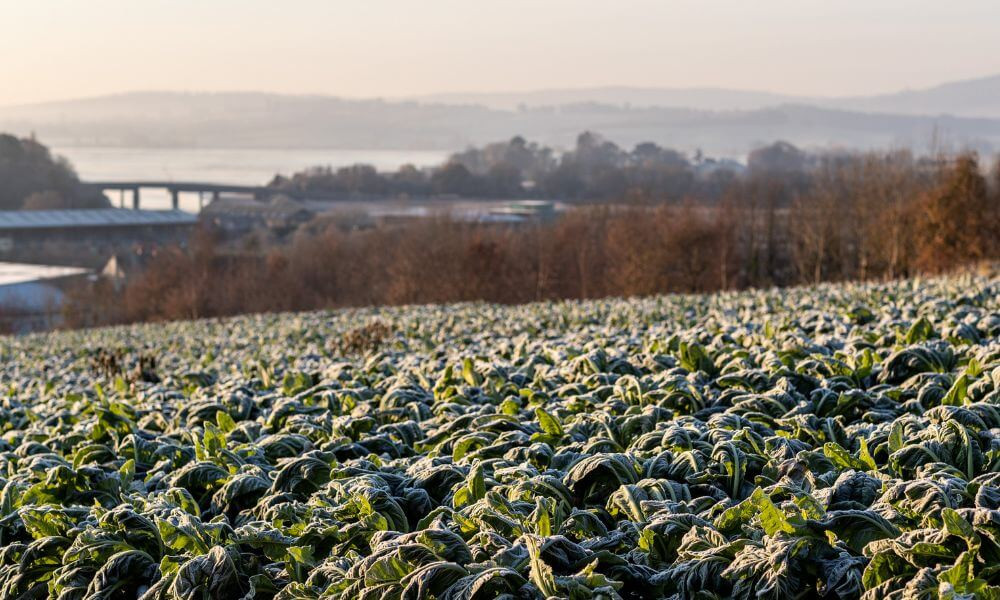 From Farm to Festive Table