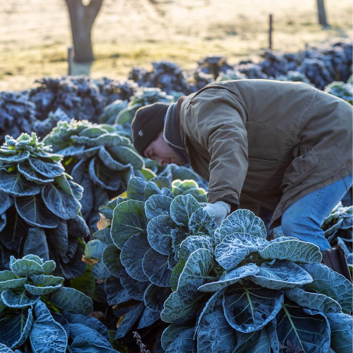 J_Frosty_Veg_1200x1200