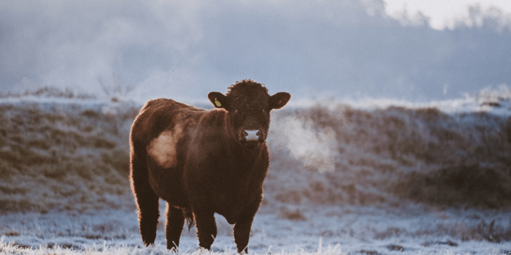 December in The Farm Table