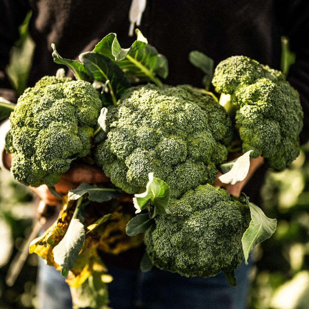 Roasted Broccoli and Cauliflower with a Velvety Cheddar Cheese Sauce Image 1