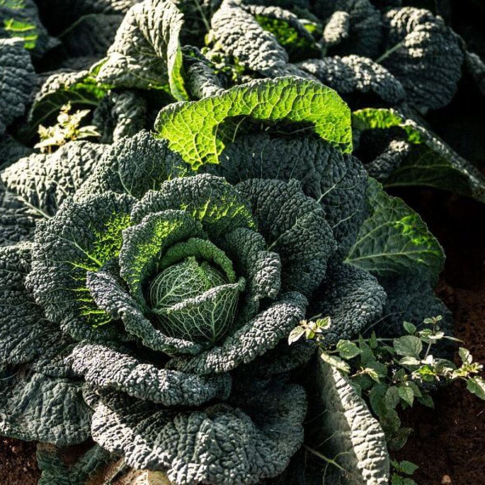 Homemade Kimchi Image 1