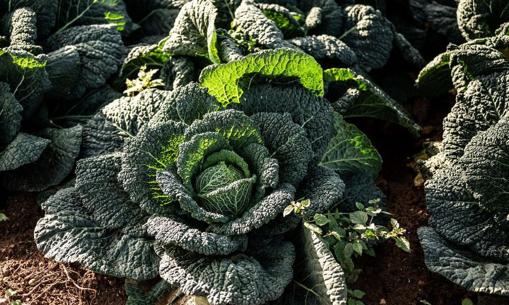 Roasted hot honey cabbage with squash, chorizo & chestnuts