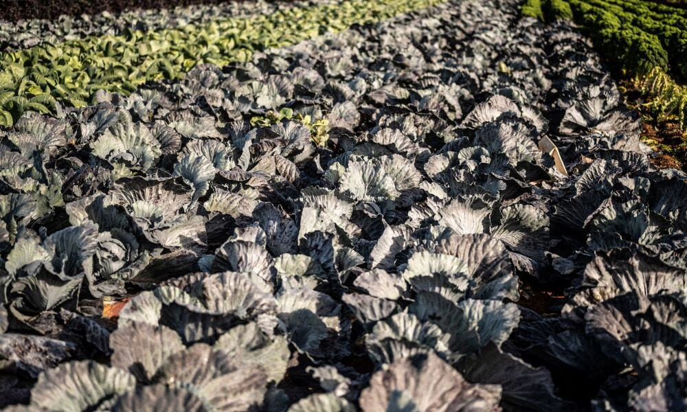 Darts Farm Spiced Red Cabbage Image 2