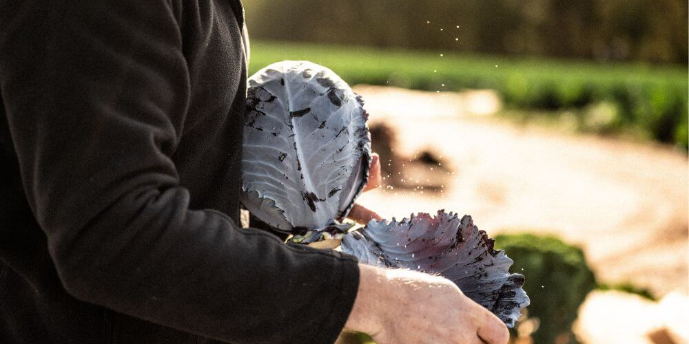 Darts Farm Spiced Red Cabbage