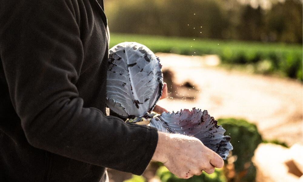 Darts Farm Spiced Red Cabbage