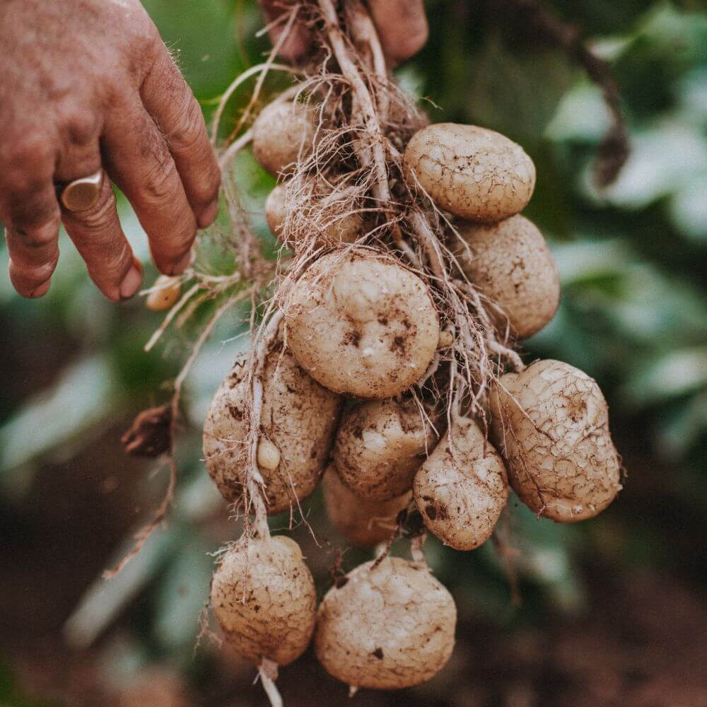Darts Farm Christmas Roast Potatoes Image 1