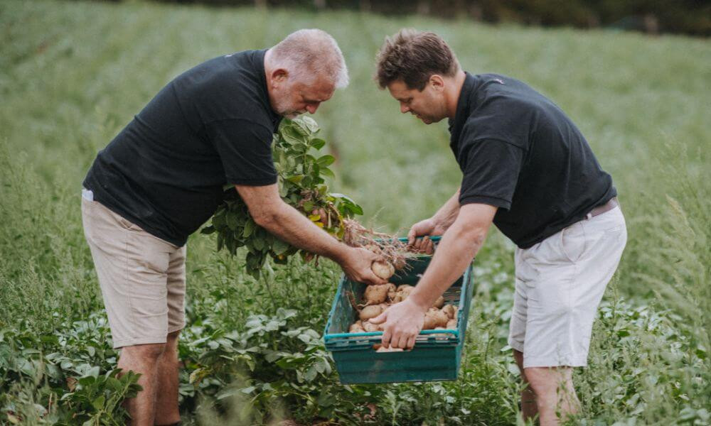 Darts Farm Christmas Roast Potatoes Image 2