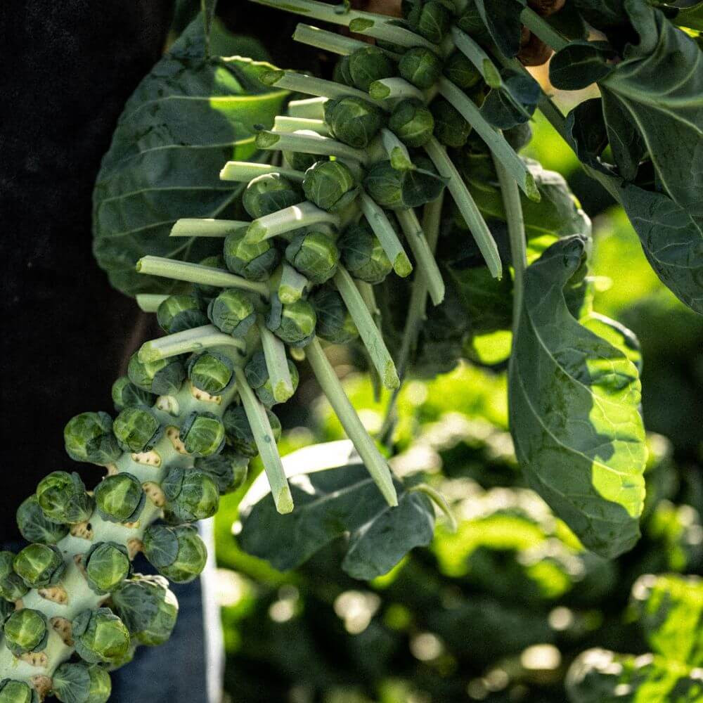 Darts Farm Brussel Sprouts, Pancetta & Chilli Jam Image 1