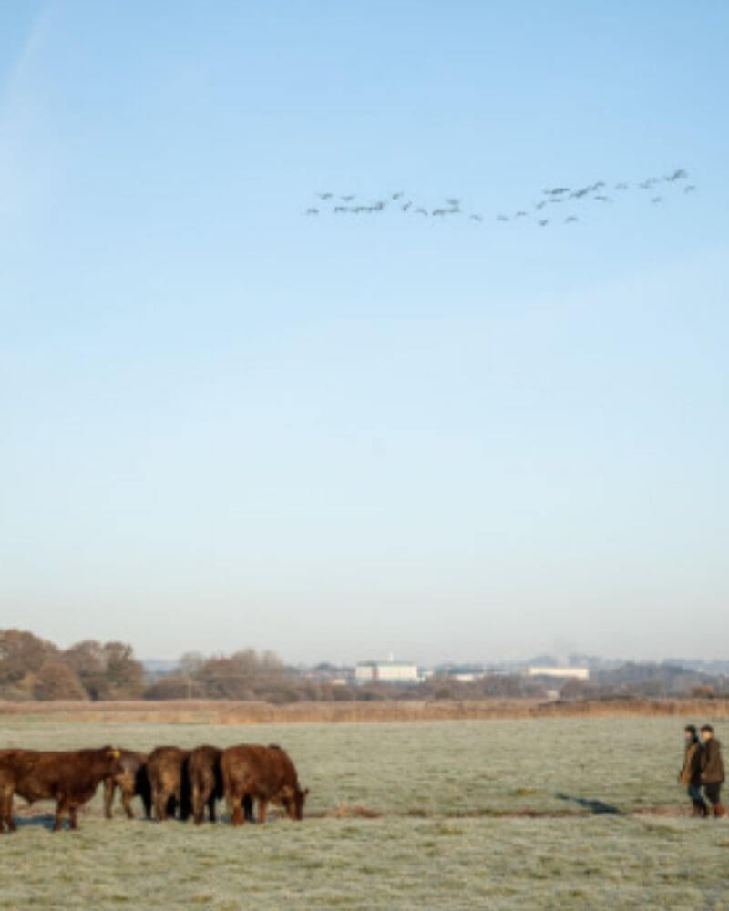 CAttle_Wetlands_800x1000