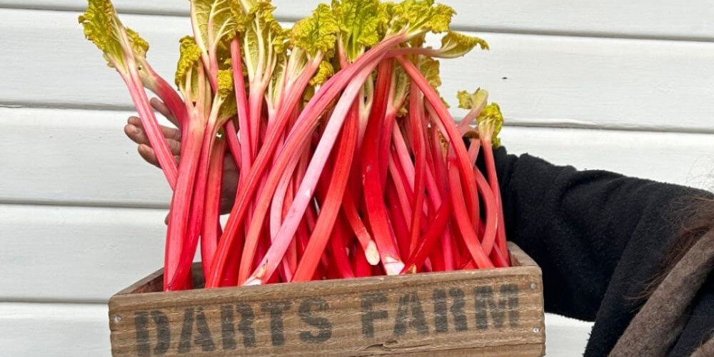 Stewed Forced Rhubarb & Vanilla Cream