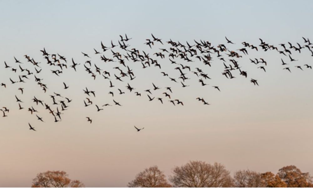 Geese_flying_1000x600
