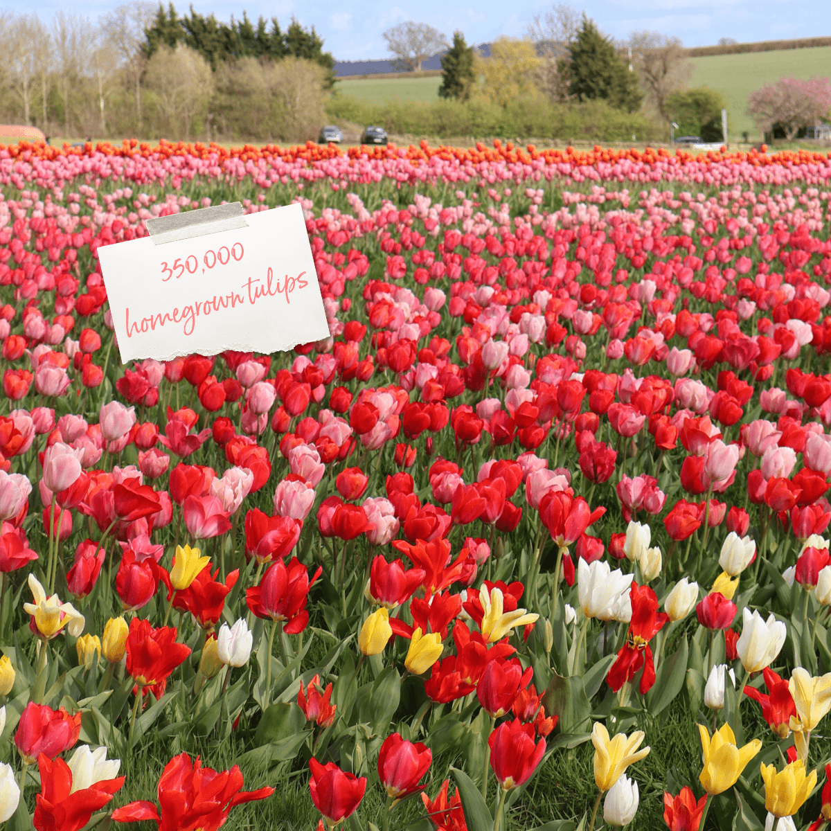 Darts_Farm_Tulip_Fest_350,000_1200x1200