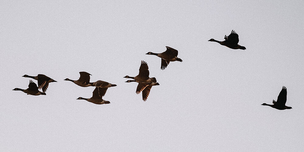 1000x500 canada-geese-flight-darts-farm-devon