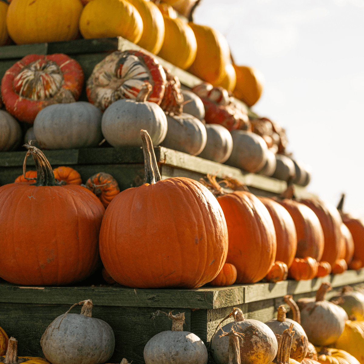 Pumpkin_Fest_Darts_Farm_1200x1200 (1)