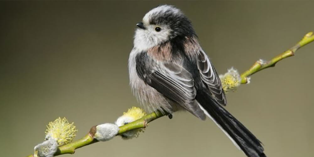 1000x500 spring-long-tailed-tit-rspb-darts-farm-devon