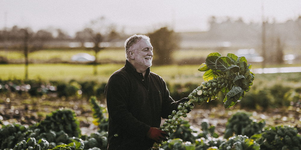 brussels-sproutsfresh-our-farm-feilds-darts-farm-devon_1000x500