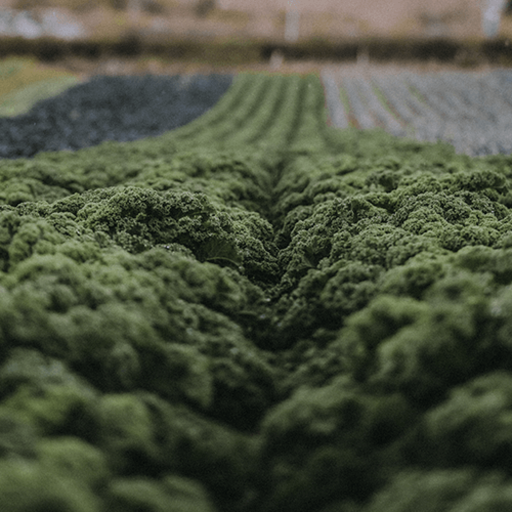 Kale with Lemon & Garlic Image 1