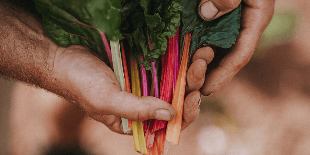 Rainbow Chard; with Pine Nuts, Parmesan, Basil & Parsley