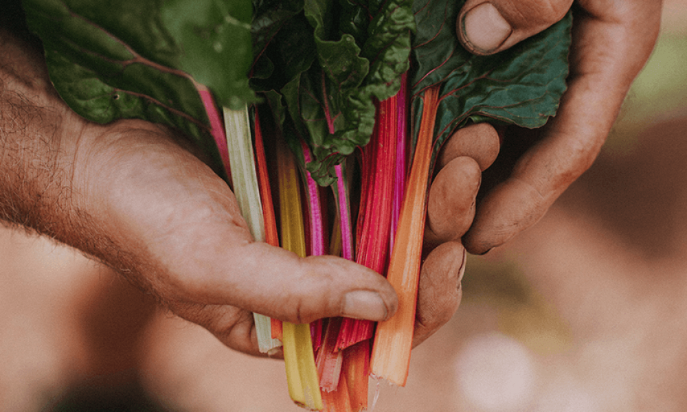 Rainbow Chard; with Pine Nuts, Parmesan, Basil & Parsley