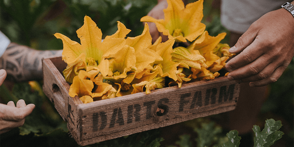 Stuffed Courgette Flowers