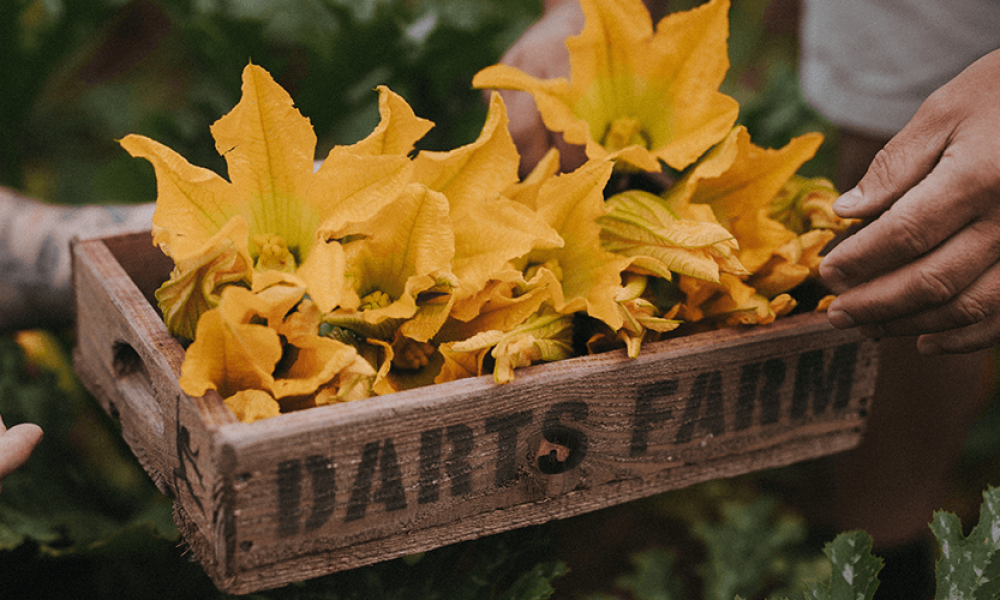 Stuffed Courgette Flowers Image 2