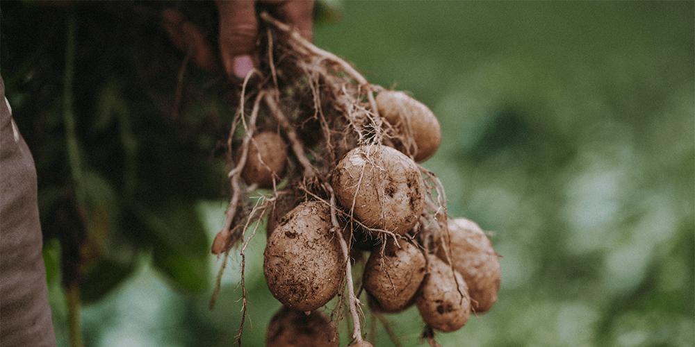 Sally's BGE Curried Potatoes