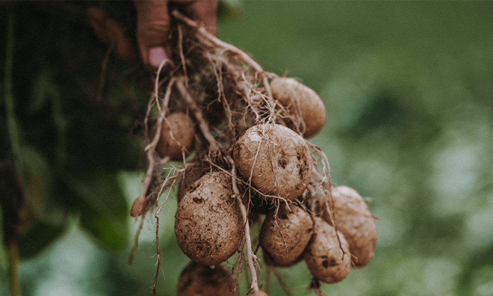 Sally's BGE Curried Potatoes