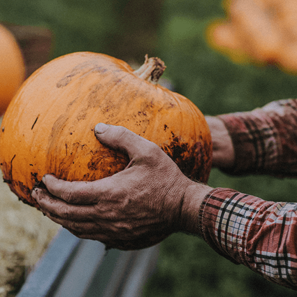 Darts Farm Pumpkin Arancini Image 1