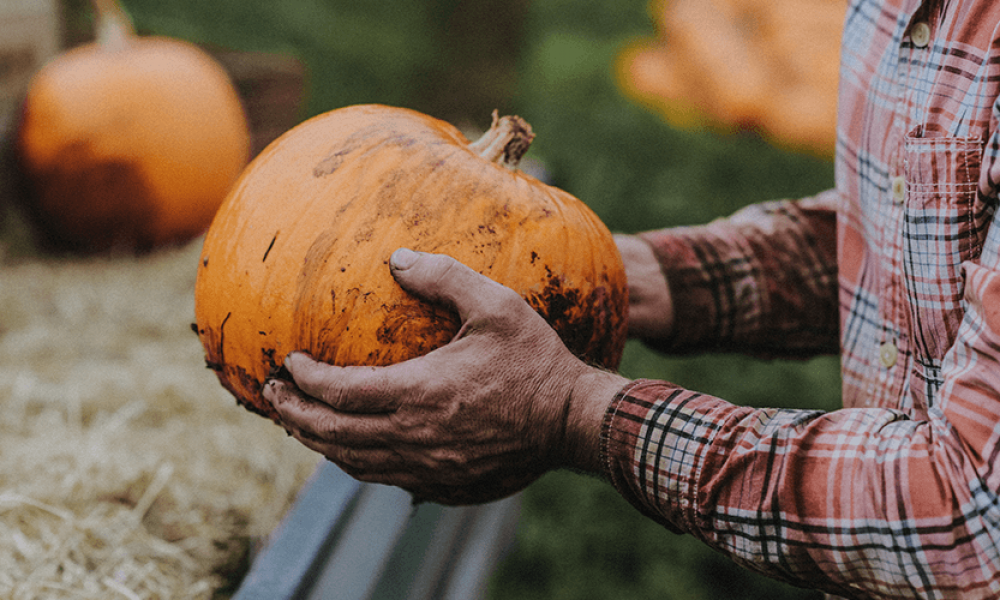 Darts Farm Pumpkin Arancini Image 2