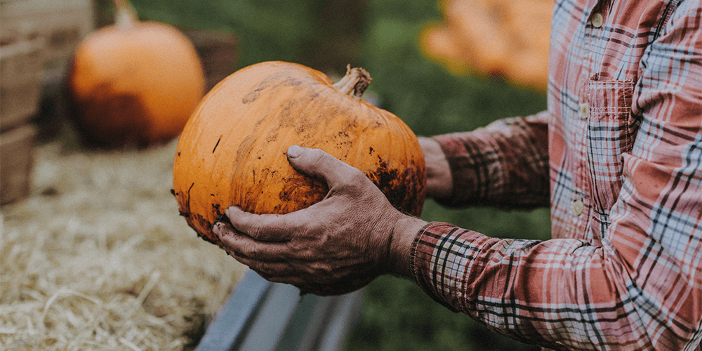 fresh-pumpkin-picking-our-fields-darts-farm-exeter_1000x500