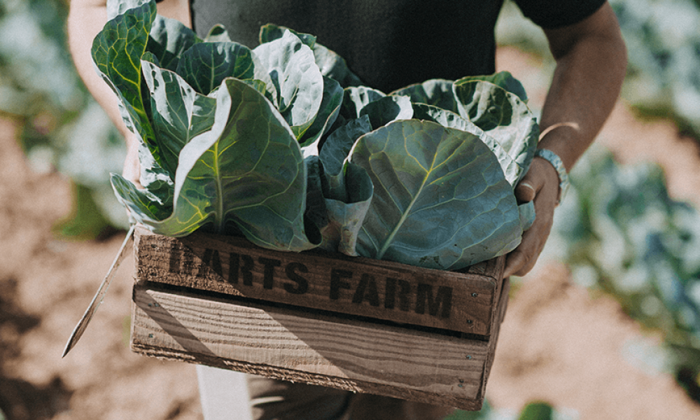 Charred Cabbage