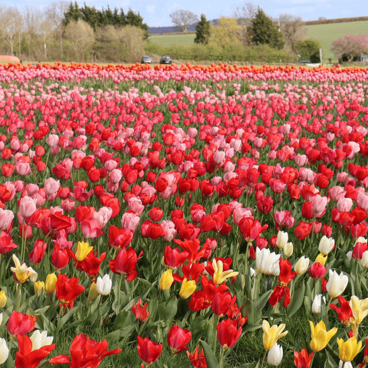 Darts_FarmTulip_Fest_1200x1200