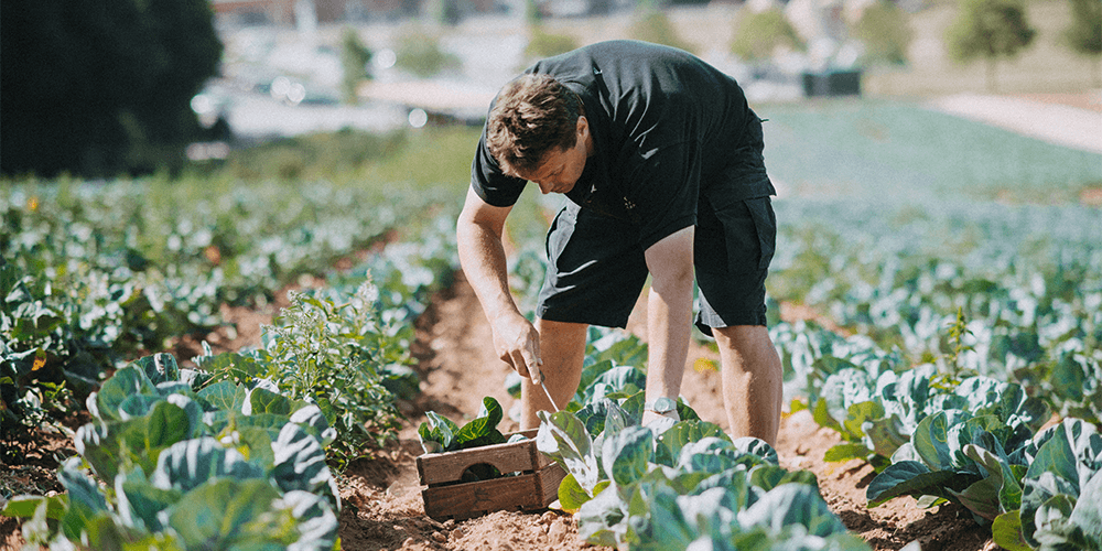 james-dart-farming-our-fields-darts-farm-devon