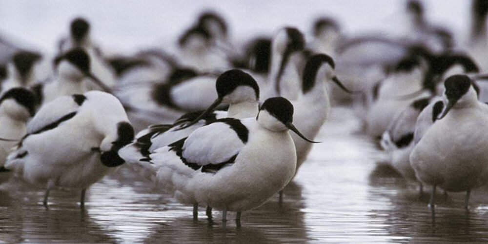 1000x500 avocet-darts-farm-devon