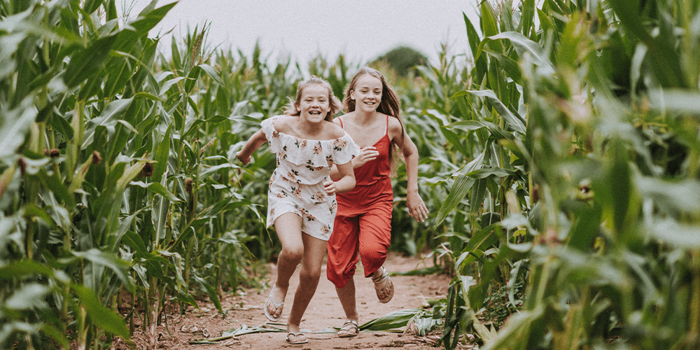 Amazing Maize Maze