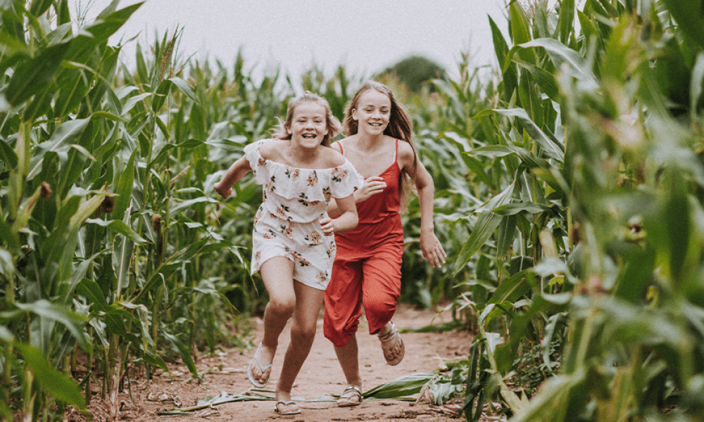 Amazing Maize Maze